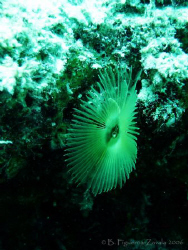 Polichaete worm, all open looking forward to catching som... by Baruch Figueroa-Zavala 